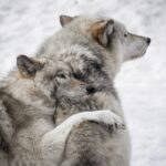 Image of wolves