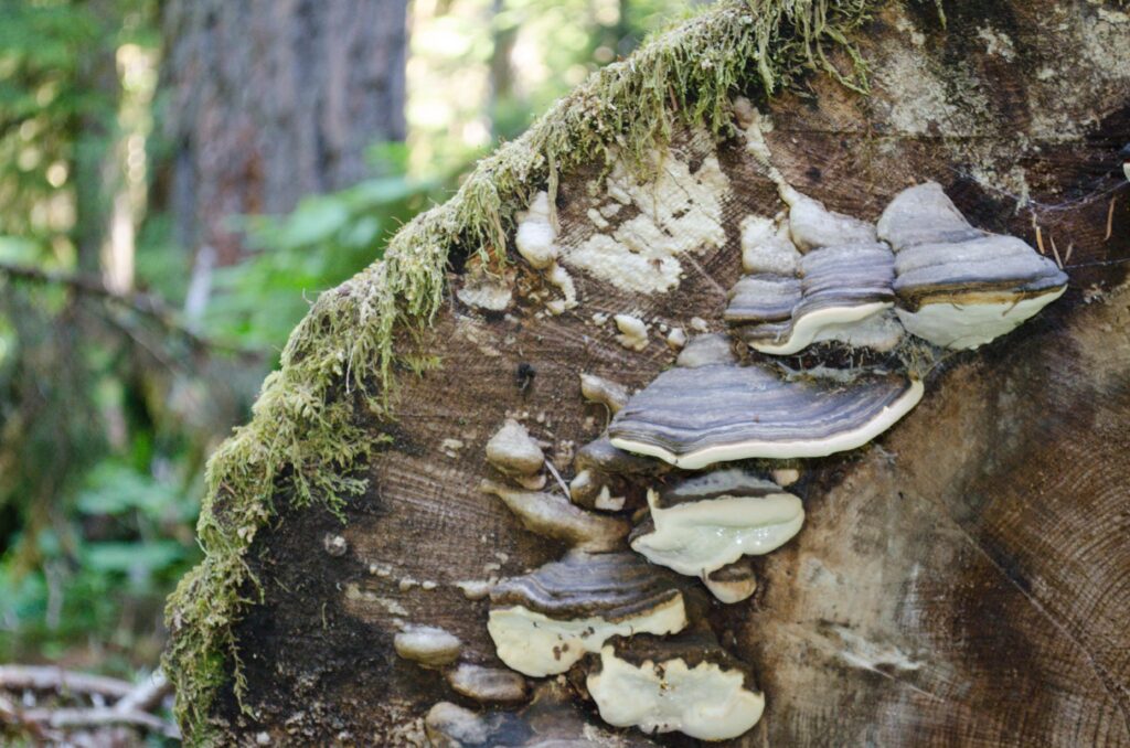Fungi on tree in the Olympics