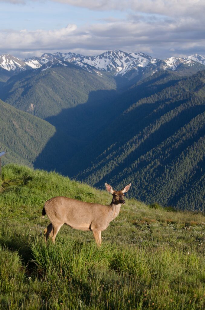 Deer at Hurricane Ridge in the Olympic National Park