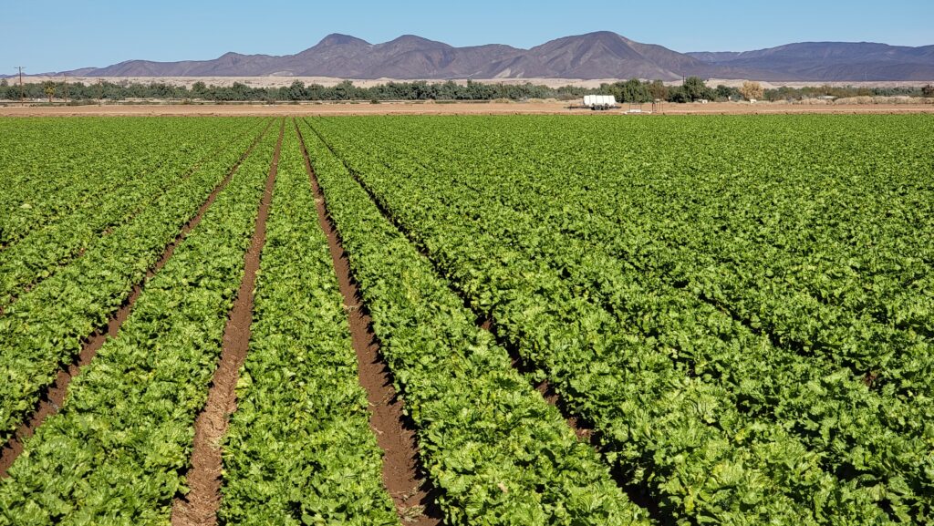 farm near Yuma, AZ