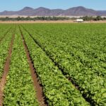 farm near Yuma, AZ