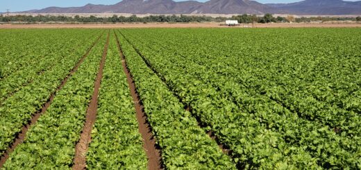 farm near Yuma, AZ