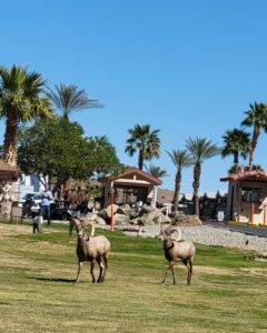 Big-horned sheep at Hidden Shores Resort