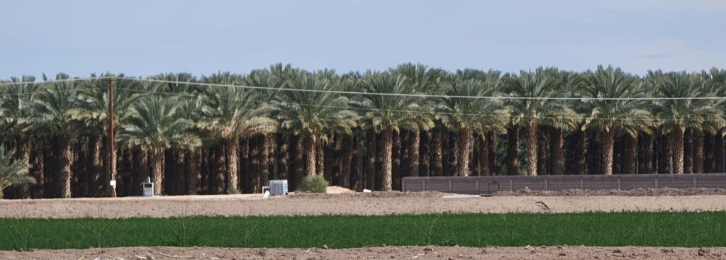 date palm farm